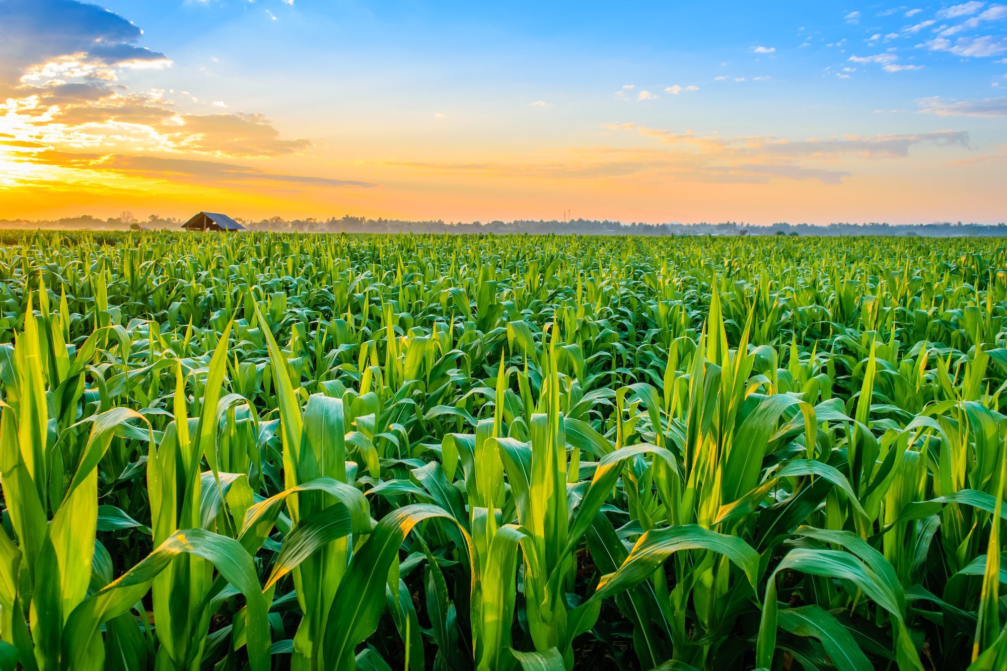 Drone Crop Spraying Systems